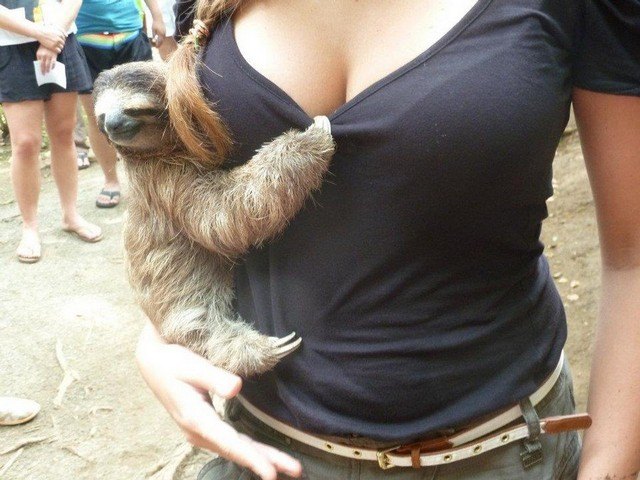Creeper Sloth Creeper Sloth