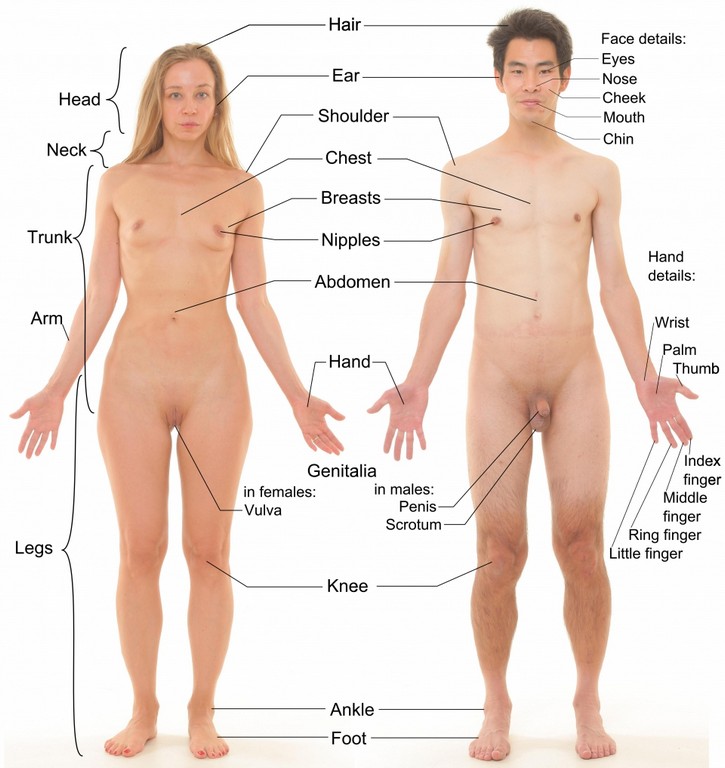 Female Human Body Parts Female Human Body Parts