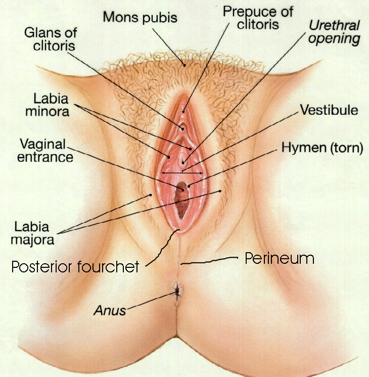 How Many Holes Do Females Have Vagina How Many Holes Do Females Have Vagina