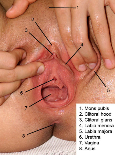 How To Finger Girl Vagina How To Finger Girl Vagina
