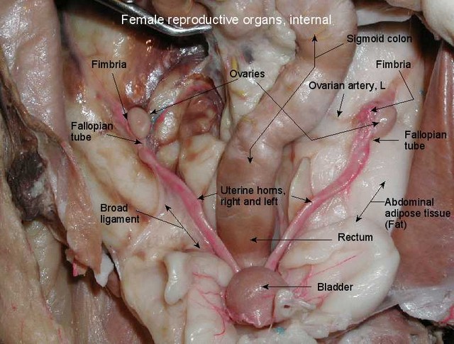 Human Anatomy Female Reproductive Organ Human Anatomy Female Reproductive Organ
