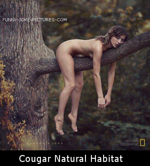 National Geographic Cougar Sleeping In Tree National Geographic Cougar Sleeping In Tree