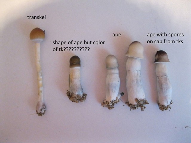 Albino Penis Envy Albino Penis Envy