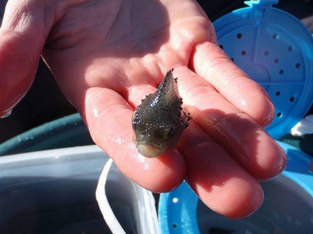Black Lumpfish Black Lumpfish